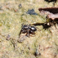 Adoxotoma sp. (genus) at Aranda, ACT - 28 Sep 2020 10:33 AM