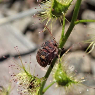 Cadmus (Cadmus) crucicollis (Leaf beetle) at Aranda Bushland - 28 Sep 2020 by CathB