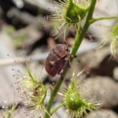 Cadmus (Cadmus) crucicollis at Aranda, ACT - 28 Sep 2020