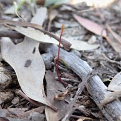 Caleana minor (Small Duck Orchid) at Aranda, ACT - 28 Sep 2020 by CathB