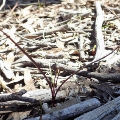 Caleana minor at Aranda, ACT - 28 Sep 2020