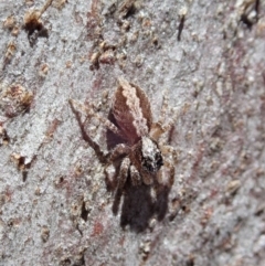 Clynotis severus (Stern Jumping Spider) at Aranda Bushland - 28 Sep 2020 by CathB