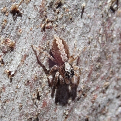 Clynotis severus (Stern Jumping Spider) at Aranda Bushland - 28 Sep 2020 by CathB