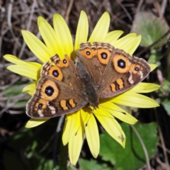 Junonia villida (Meadow Argus) at Dryandra St Woodland - 30 Sep 2020 by ConBoekel