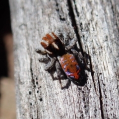 Maratus calcitrans (Kicking peacock spider) at Aranda, ACT - 28 Sep 2020 by CathB