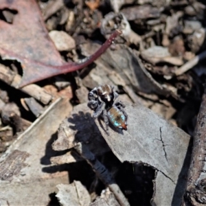 Maratus calcitrans at Aranda, ACT - suppressed