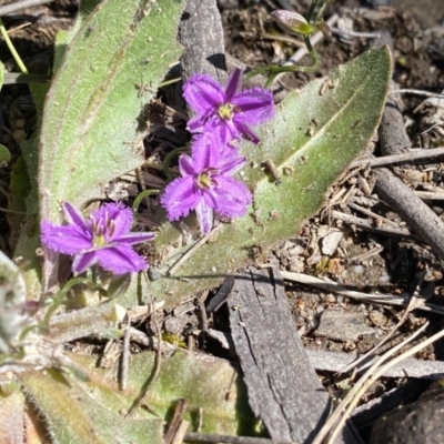 Thysanotus patersonii (Twining Fringe Lily) at Kambah, ACT - 30 Sep 2020 by Shazw