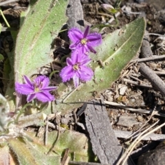 Thysanotus patersonii (Twining Fringe Lily) at Mount Taylor - 30 Sep 2020 by Shazw