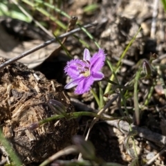 Thysanotus patersonii at Kambah, ACT - 30 Sep 2020