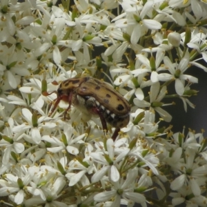 Neorrhina punctata at Theodore, ACT - 15 Jan 2018