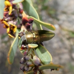 Melobasis propinqua (Propinqua jewel beetle) at Tuggeranong Hill - 18 Oct 2018 by Owen