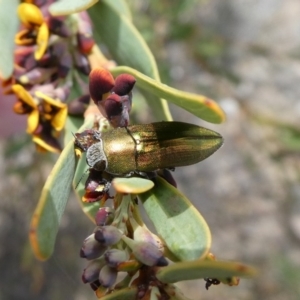 Melobasis propinqua at Theodore, ACT - 18 Oct 2018