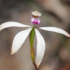 Caladenia ustulata at Downer, ACT - 30 Sep 2020