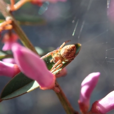 Araneinae (subfamily) (Orb weaver) at Aranda Bushland - 28 Sep 2020 by CathB