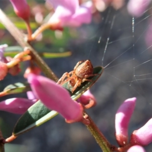 Araneinae (subfamily) at Holt, ACT - 28 Sep 2020