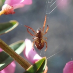 Araneinae (subfamily) at Holt, ACT - 28 Sep 2020