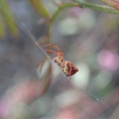 Araneinae (subfamily) at Holt, ACT - 28 Sep 2020 03:25 PM