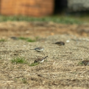 Stizoptera bichenovii at Murrumbateman, NSW - suppressed