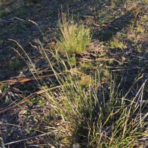 Lepidosperma laterale at Chisholm, ACT - 30 May 2020