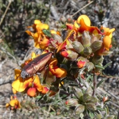 Melobasis propinqua (Propinqua jewel beetle) at Tuggeranong Hill - 18 Oct 2018 by Owen