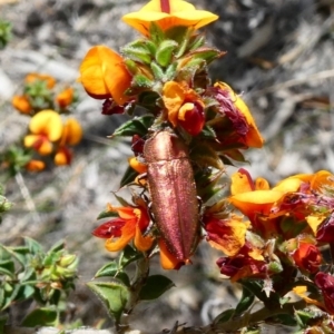 Melobasis propinqua at Tuggeranong DC, ACT - 16 Nov 2018