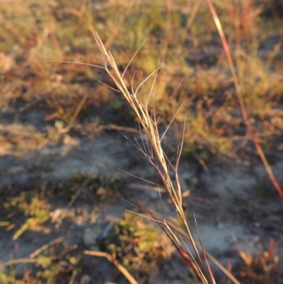 Aristida ramosa (Purple Wire Grass) at Melrose - 30 May 2020 by michaelb
