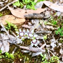 Wurmbea dioica subsp. dioica (Early Nancy) at Bruce Ridge to Gossan Hill - 29 Sep 2020 by goyenjudy