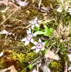 Wurmbea dioica subsp. dioica at Bruce, ACT - 29 Sep 2020