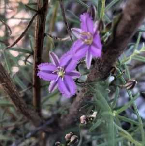 Thysanotus patersonii at Bruce, ACT - 30 Sep 2020