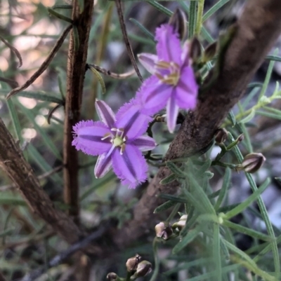 Thysanotus patersonii (Twining Fringe Lily) at Gossan Hill - 30 Sep 2020 by goyenjudy