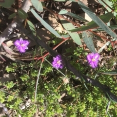 Thysanotus patersonii at Bruce, ACT - 30 Sep 2020 02:52 PM