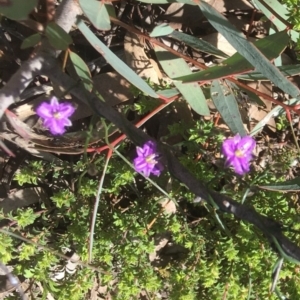 Thysanotus patersonii at Bruce, ACT - 30 Sep 2020 02:52 PM