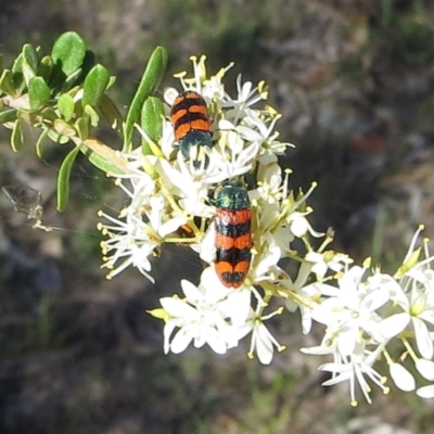 Castiarina crenata (Jewel beetle) at Tuggeranong Hill - 5 Jan 2018 by Owen