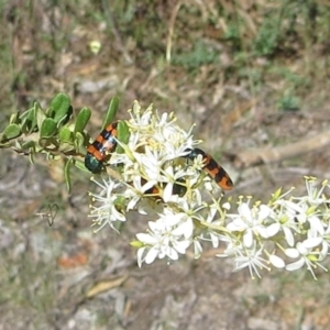 Castiarina crenata at Theodore, ACT - 6 Jan 2018