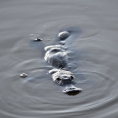 Ornithorhynchus anatinus (Platypus) at Jerrabomberra Wetlands - 11 Sep 2020 by davidcunninghamwildlife