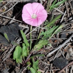 Convolvulus angustissimus subsp. angustissimus (Australian Bindweed) at O'Connor, ACT - 30 Sep 2020 by ConBoekel