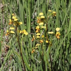 Diuris nigromontana (Black Mountain Leopard Orchid) at O'Connor, ACT - 30 Sep 2020 by ConBoekel