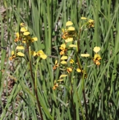 Diuris nigromontana (Black Mountain Leopard Orchid) at O'Connor, ACT - 1 Oct 2020 by ConBoekel