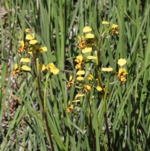 Diuris nigromontana at O'Connor, ACT - suppressed