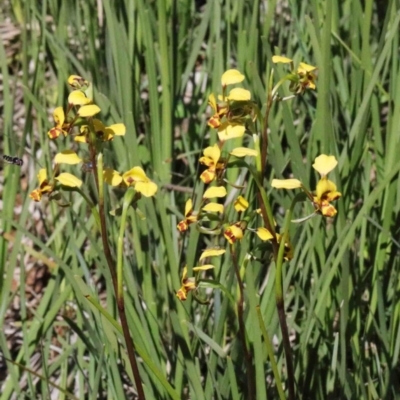 Diuris nigromontana (Black Mountain Leopard Orchid) at Dryandra St Woodland - 30 Sep 2020 by ConBoekel