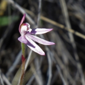 Caladenia carnea at Denman Prospect, ACT - 1 Oct 2020