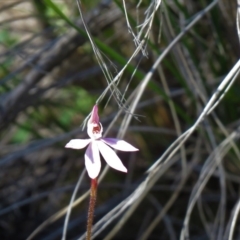 Caladenia carnea at Denman Prospect, ACT - 1 Oct 2020