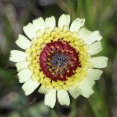 Tolpis barbata (Yellow Hawkweed) at O'Connor, ACT - 30 Sep 2020 by ConBoekel