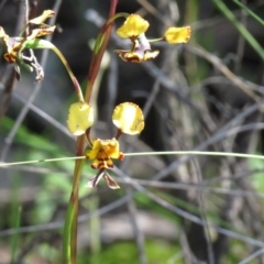 Diuris pardina (Leopard Doubletail) at Denman Prospect, ACT - 1 Oct 2020 by SandraH