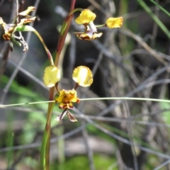 Diuris pardina (Leopard Doubletail) at Denman Prospect, ACT - 30 Sep 2020 by SandraH