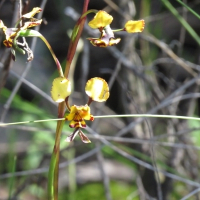 Diuris pardina (Leopard Doubletail) at Denman Prospect, ACT - 30 Sep 2020 by SandraH