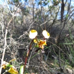 Diuris pardina at Denman Prospect, ACT - suppressed