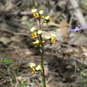 Diuris pardina at Denman Prospect, ACT - 1 Oct 2020