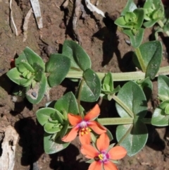 Lysimachia arvensis (Scarlet Pimpernel) at O'Connor, ACT - 1 Oct 2020 by ConBoekel