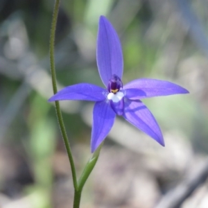 Glossodia major at Denman Prospect, ACT - 1 Oct 2020